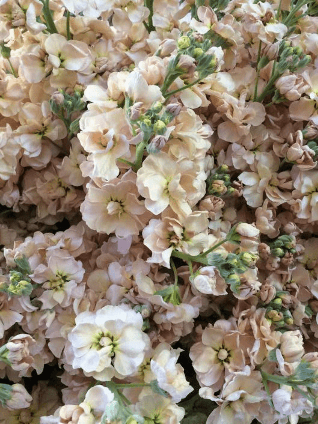 Levkøj 'Apricot' Seed 