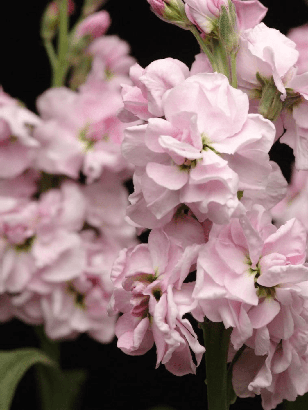 Levkøj 'Cherry Blossom' Seed 