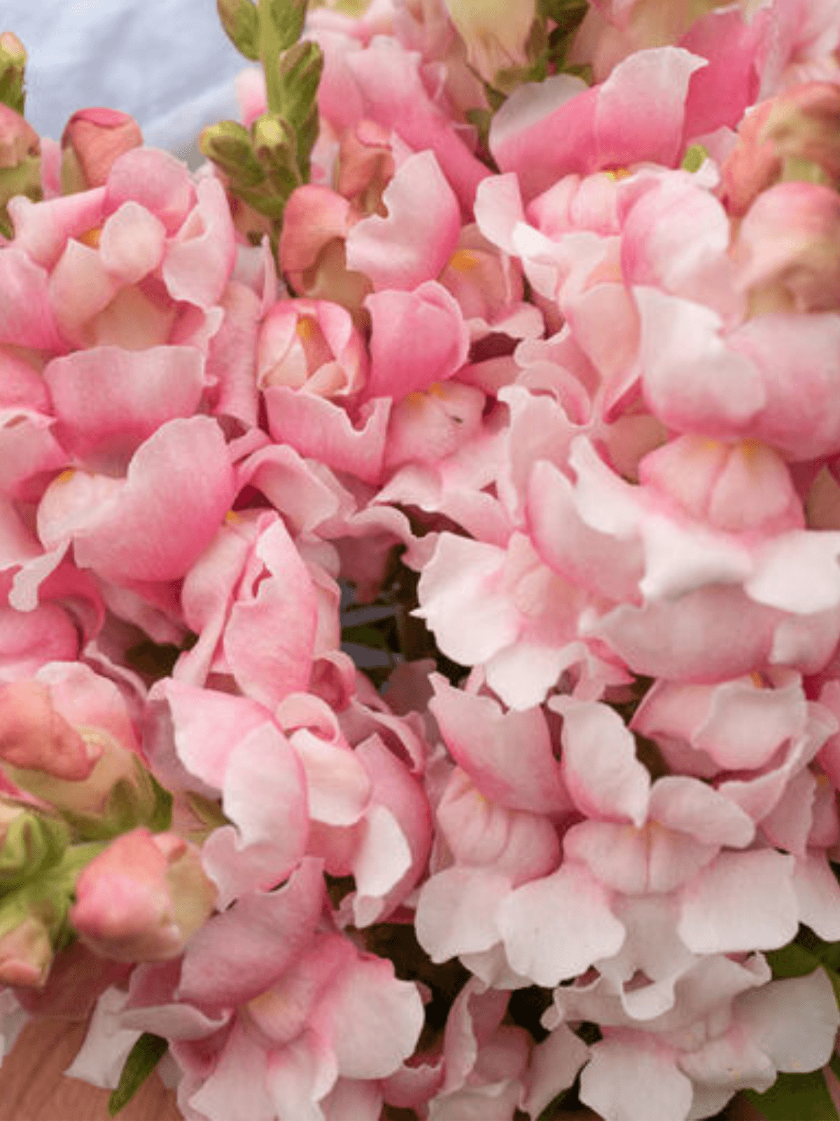 Løvemund 'Bridal Pink F1' Seed 