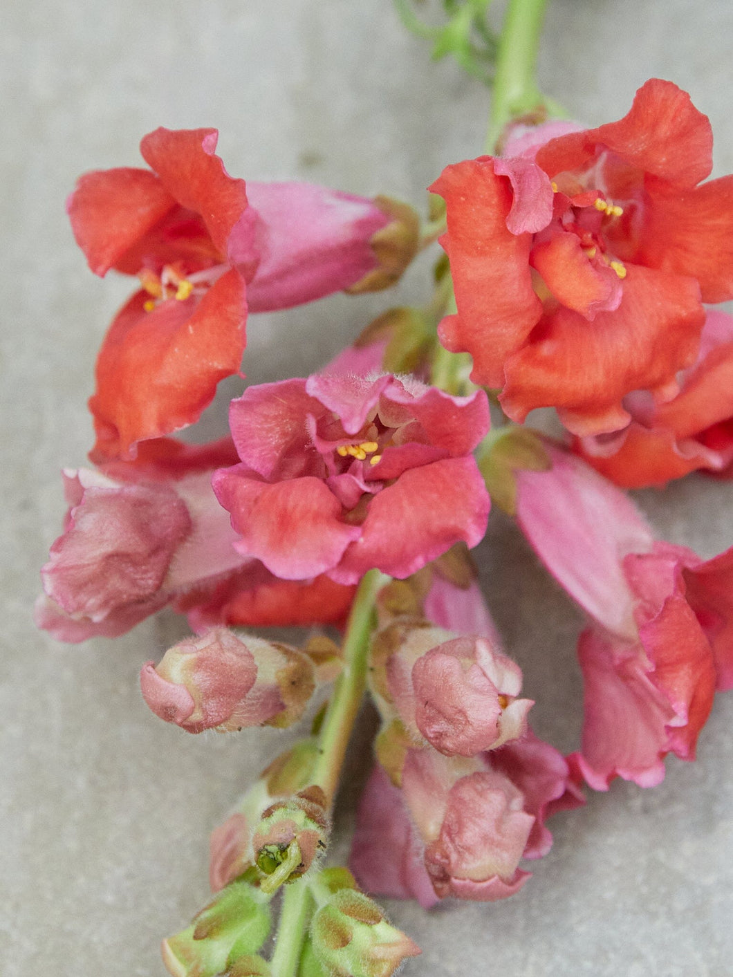 Løvemund 'Madame Butterfly Cherry Bronze' Seed 
