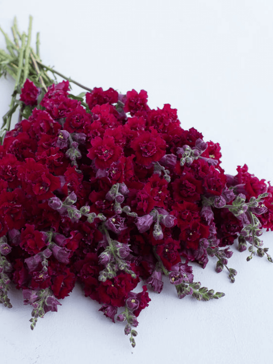Løvemund 'Madame Butterfly Red' Seed 