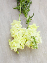 Indlæs billede til gallerivisning Løvemund &#39;Madame Butterfly Yellow&#39; Seed 
