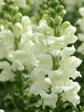 Indlæs billede til gallerivisning Løvemund &#39;Potomac Ivory White&#39; Seed 

