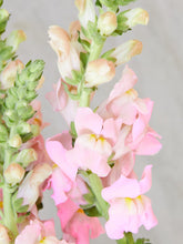 Indlæs billede til gallerivisning Løvemund &#39;Potomac Pink&#39; Seed 
