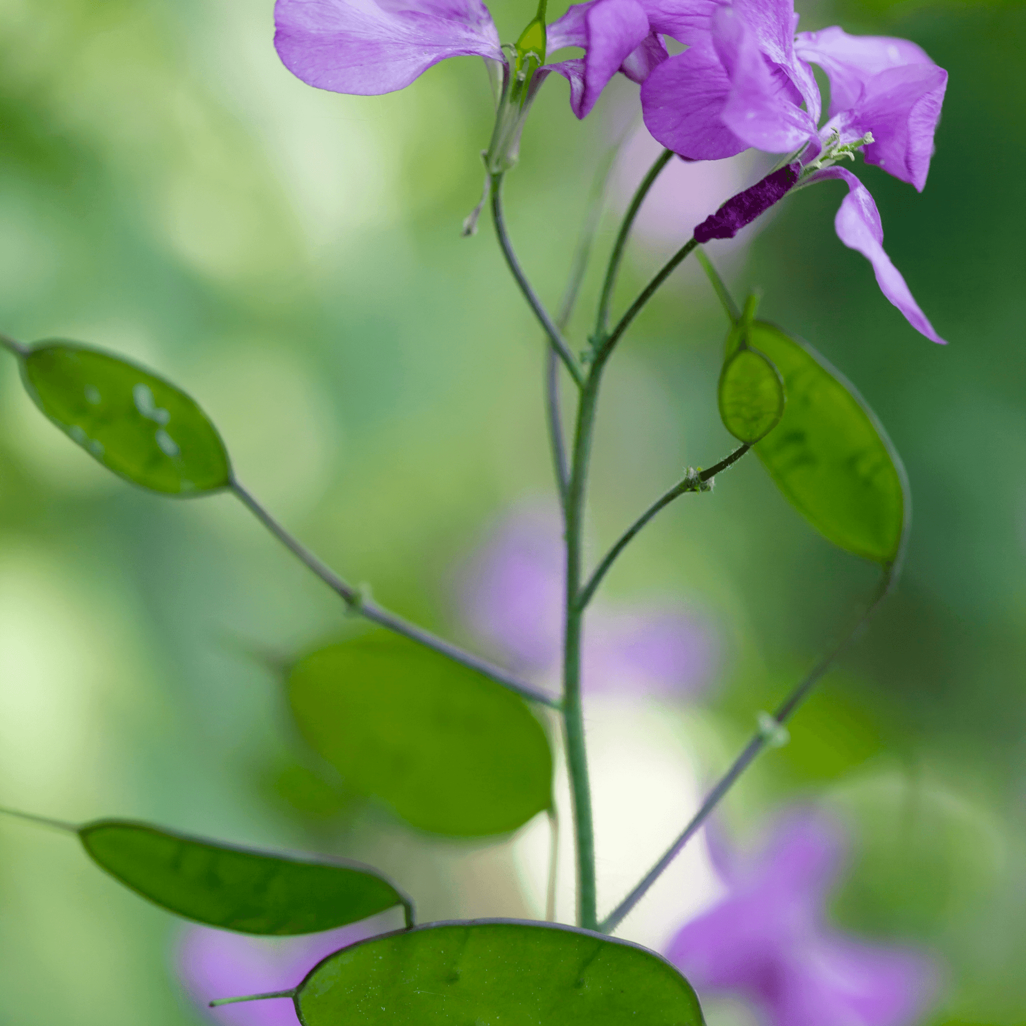 LUNARIA 'Violet' Seed 
