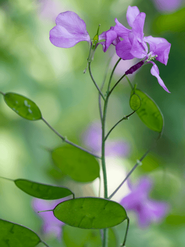LUNARIA 'Violet' Seed 