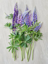 Indlæs billede til gallerivisning Lupin &#39;Blue shades&#39; Seed 
