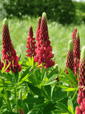 Lupin 'My Castle' Seed 