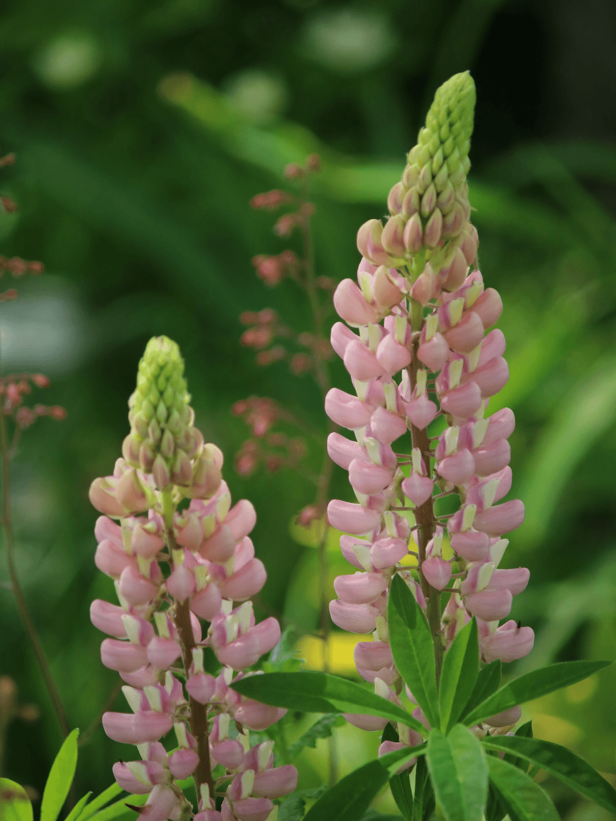 Lupin 'Pink Bicolour' Seed 