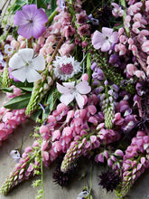 Indlæs billede til gallerivisning Lupin &#39;Pink Shades&#39; Seed 
