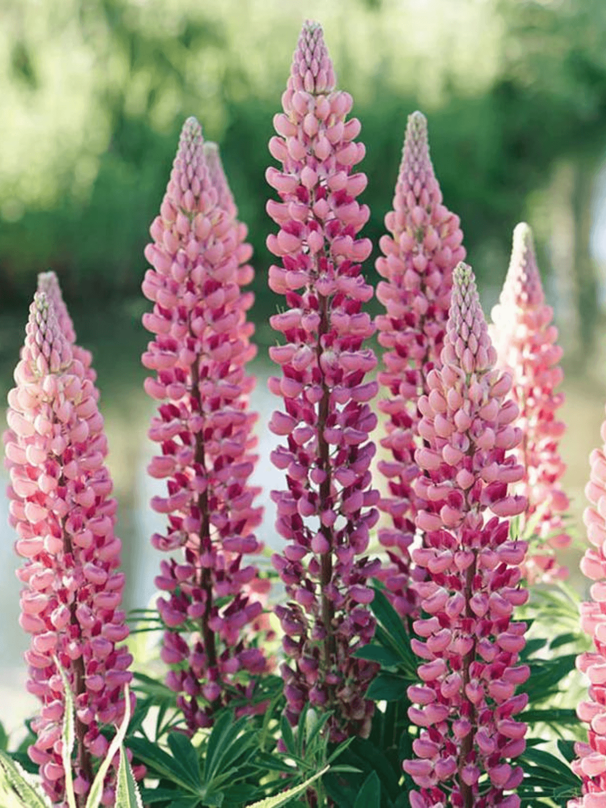Lupin 'The Chateleine' Seed 