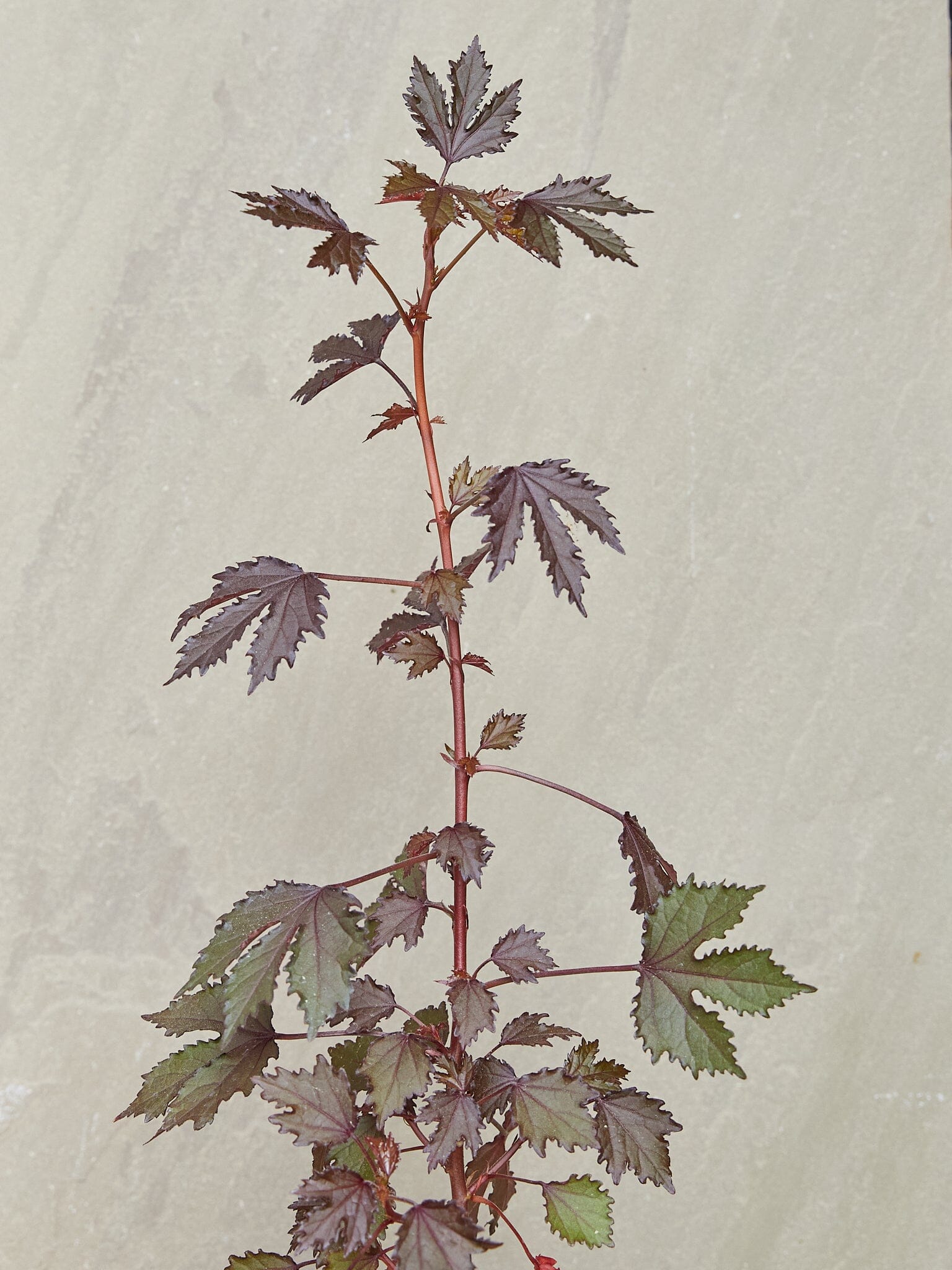 Mahogany splendor Seed 