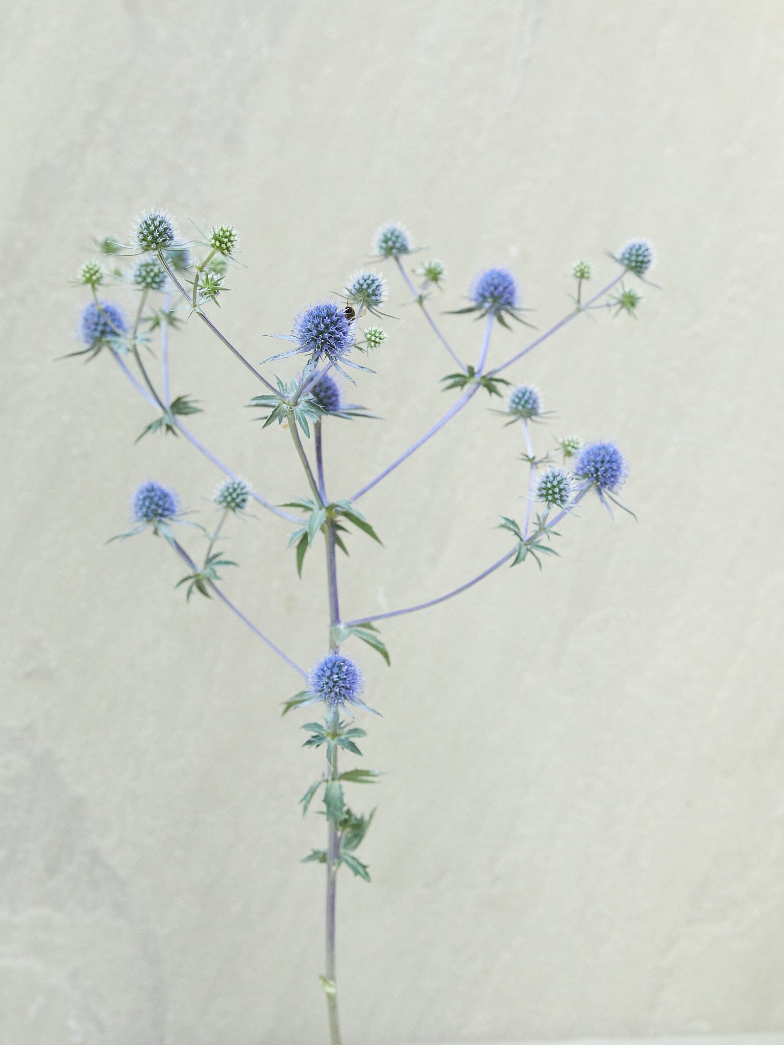 Mandstro 'Blue Glitter' Seed 