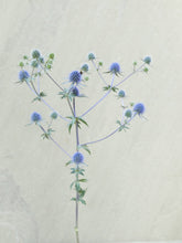 Indlæs billede til gallerivisning Mandstro &#39;Blue Glitter&#39; Seed 

