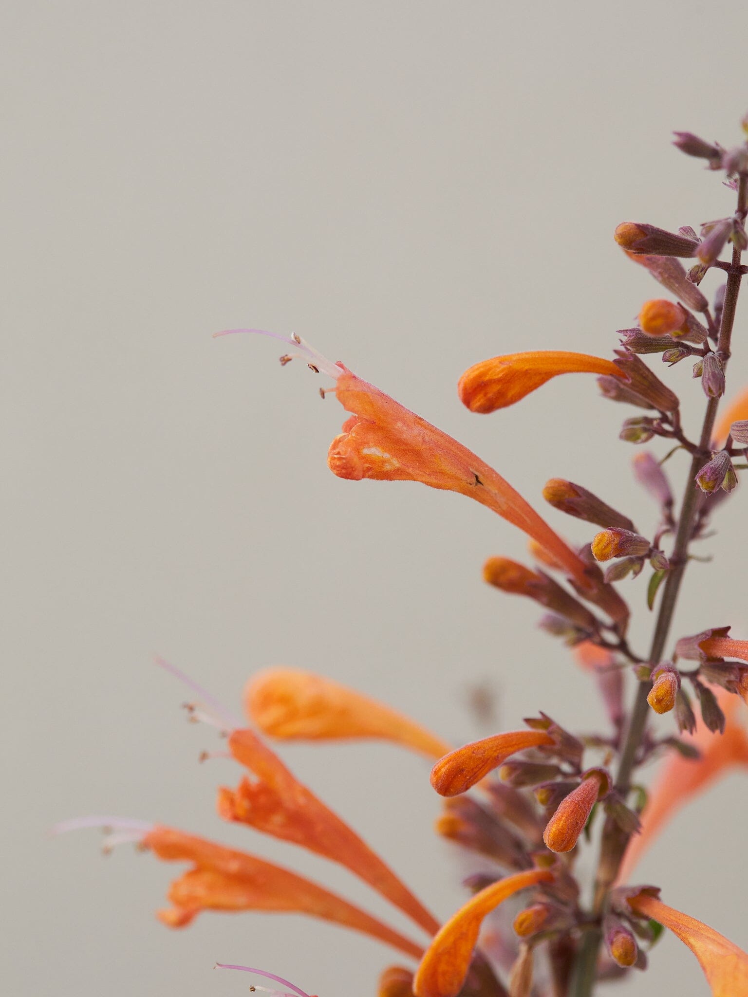 Agastache 'Navajo Sunset'