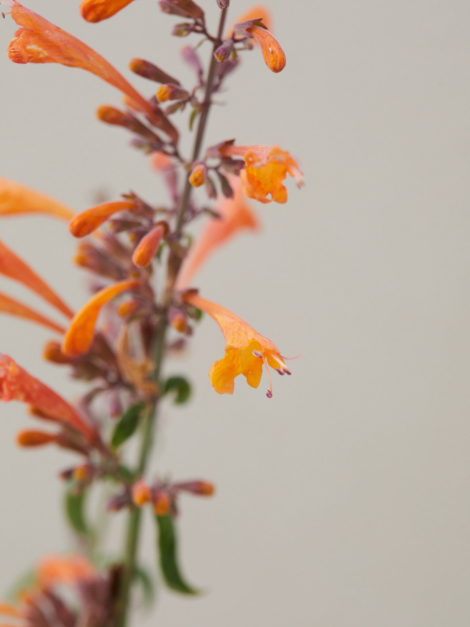 Agastache 'Navajo Sunset'