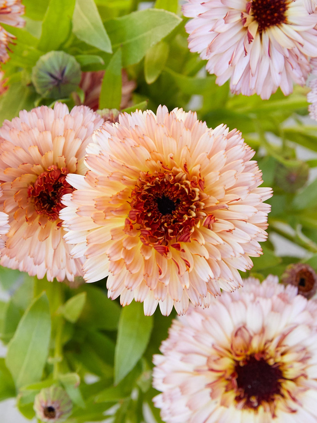 Morgenfrue 'Pygmy Buff' Seed 
