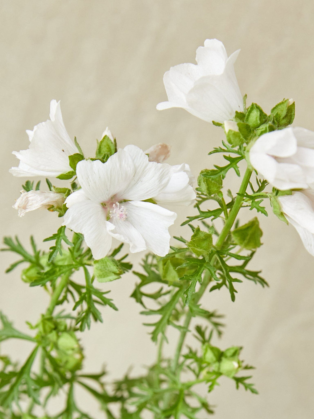 Moskus Katost 'Alba' Seed 