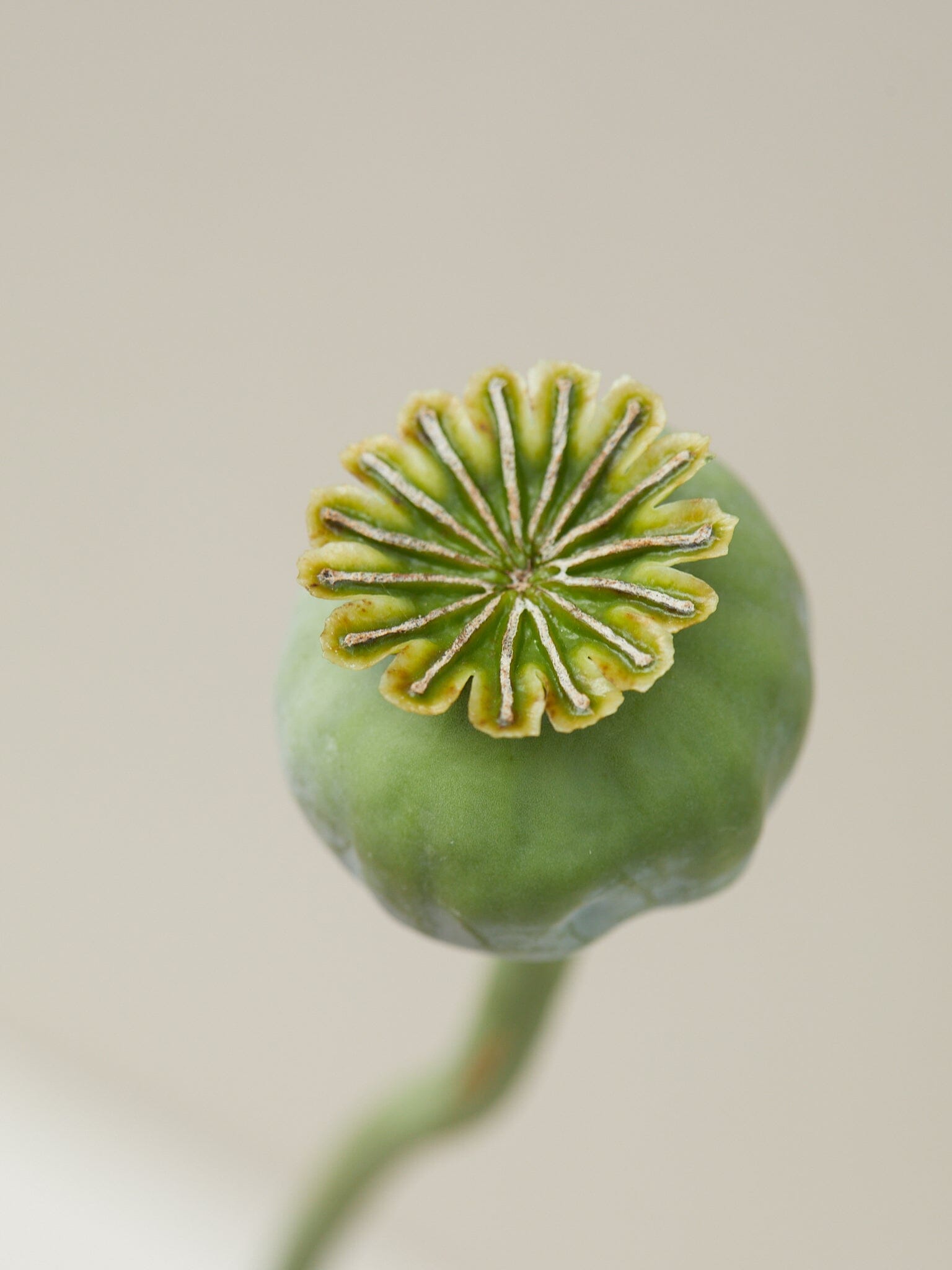 Opiumvalmue 'Black Peony' Seed 