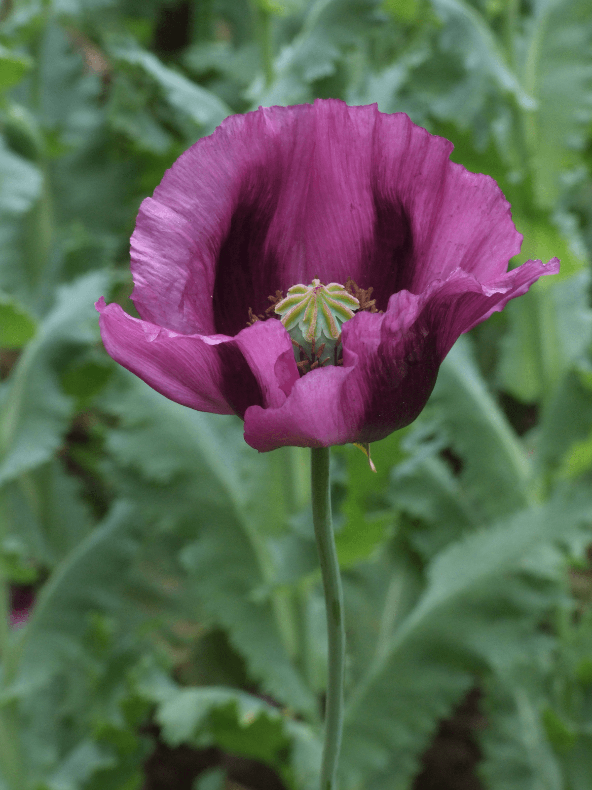 Opiumvalmue 'Lauren's Grape' Seed 