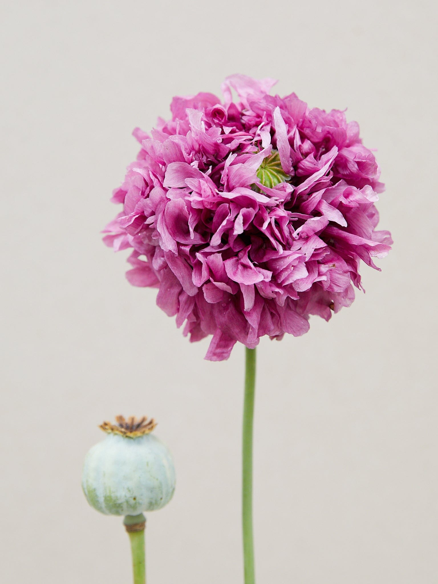Opiumvalmue 'Purple Peony' Seed 