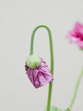 Indlæs billede til gallerivisning Opiumvalmue &#39;Purple Peony&#39; Seed 
