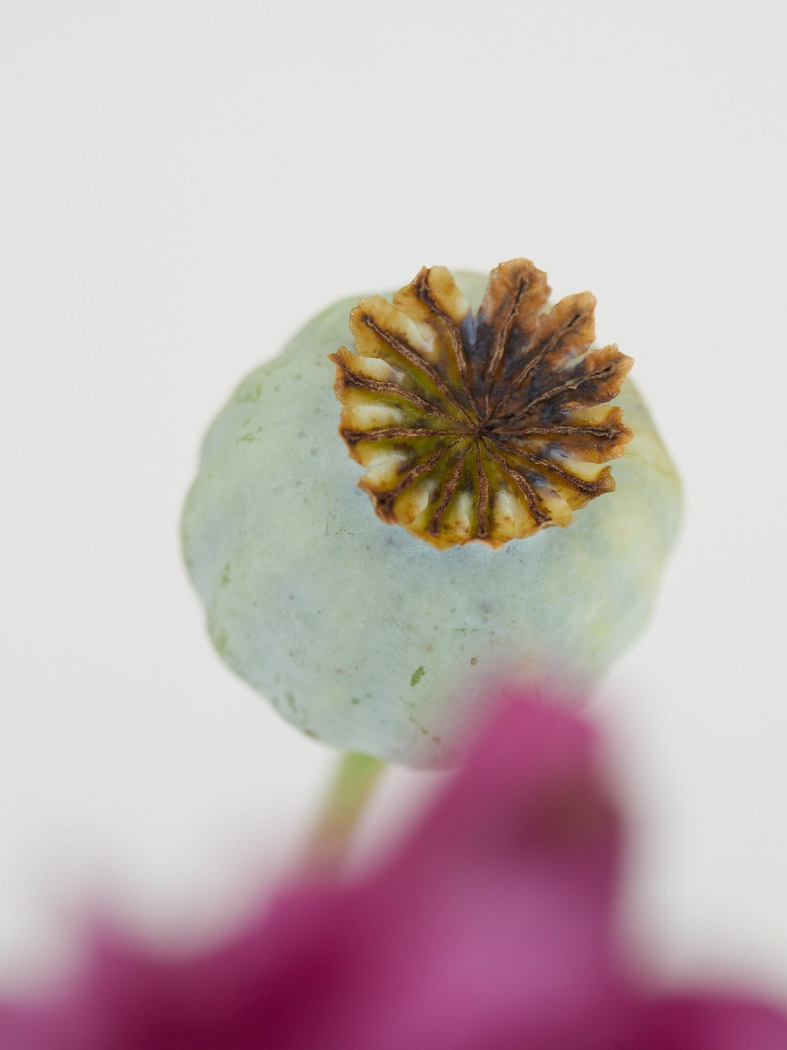 Opiumvalmue 'Purple Peony' Seed 