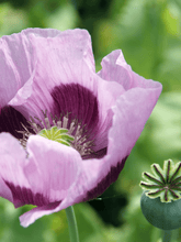 Indlæs billede til gallerivisning Opiumvalmue Seed 
