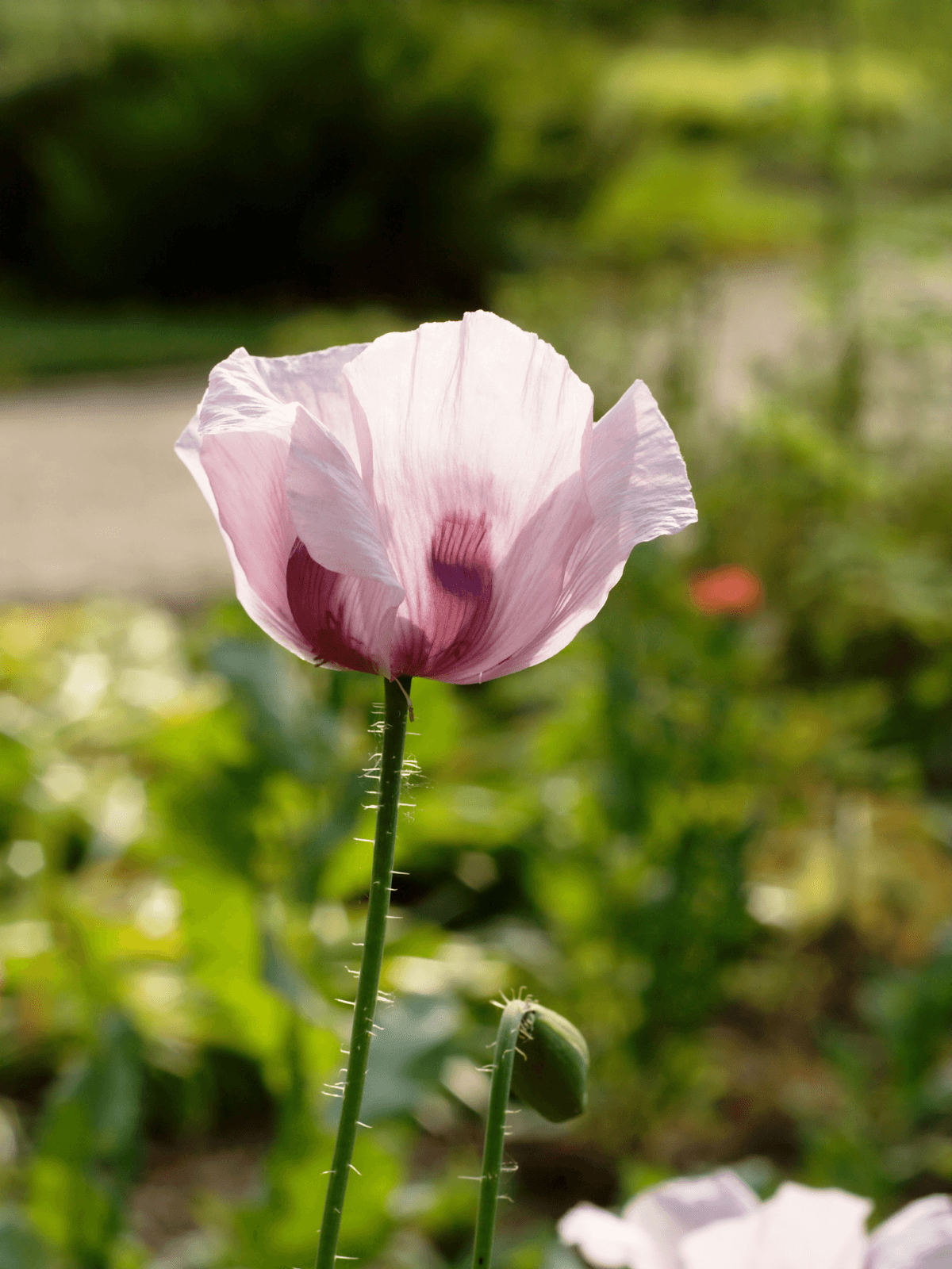 Opiumvalmue Seed 