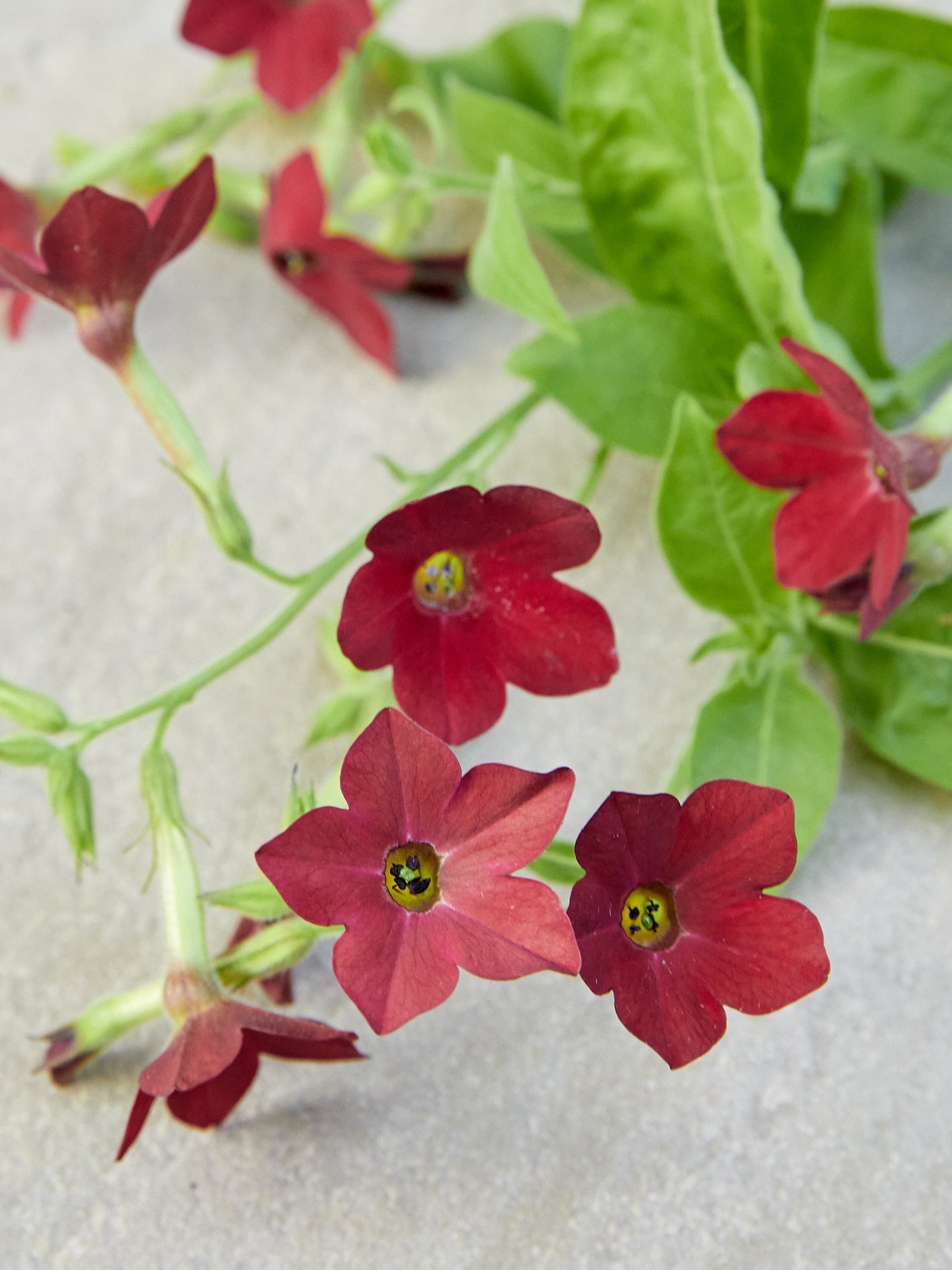 Prydtobak 'Baby bella' Seed 