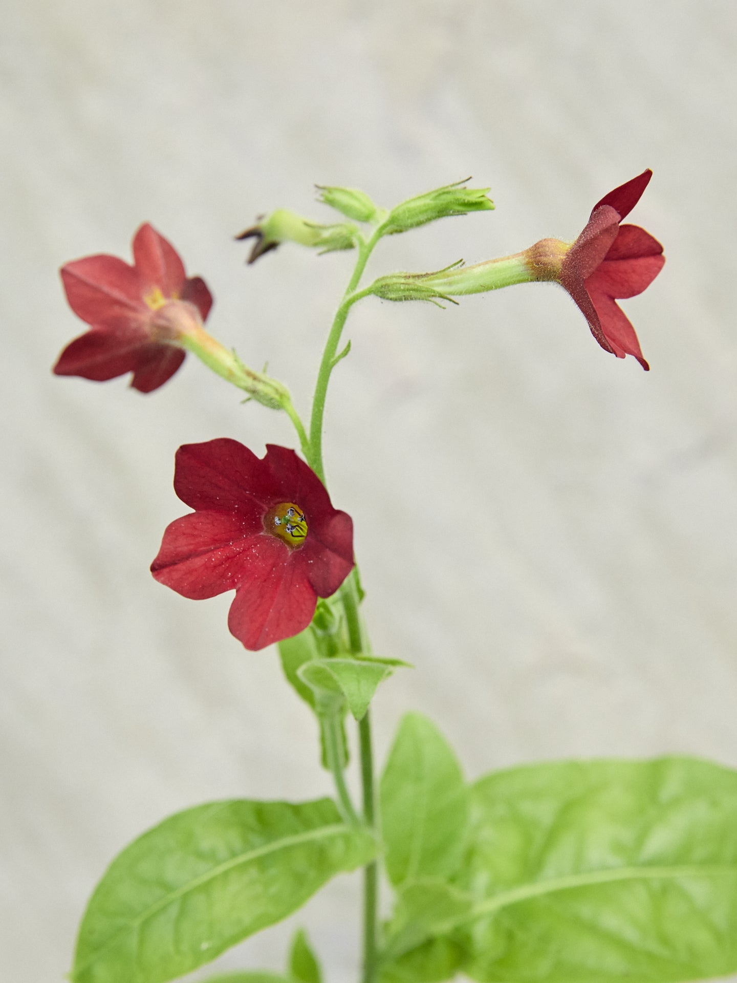Prydtobak 'Baby bella' Seed 