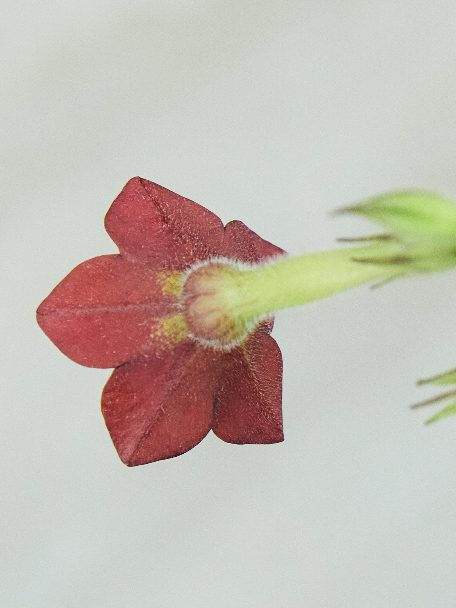 Prydtobak 'Baby bella' Seed 