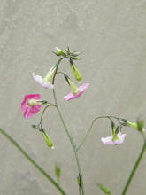 Indlæs billede til gallerivisning Prydtobak &#39;Marshmallow&#39; Seed 
