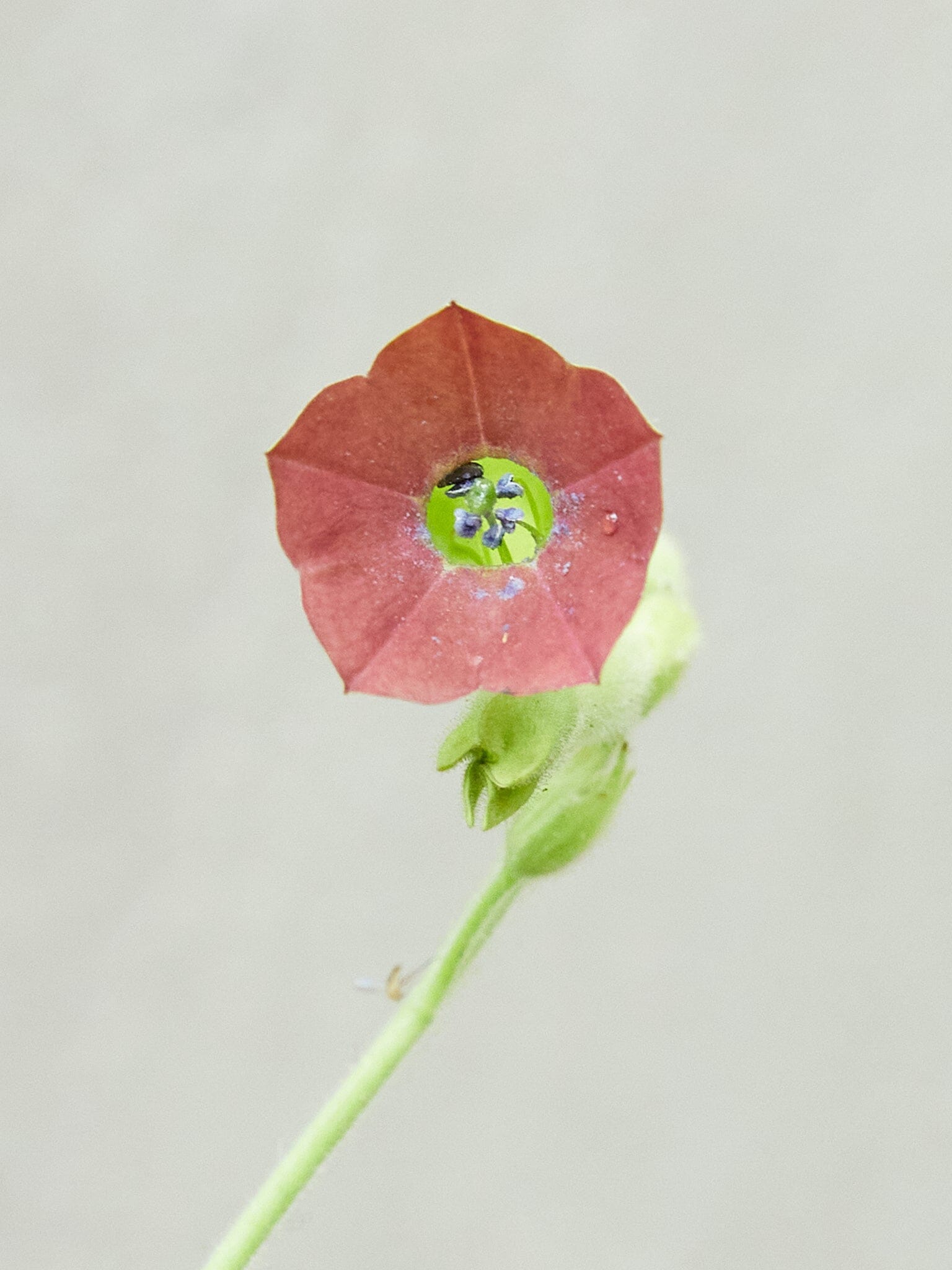 Prydtobak 'Tinkerbell' Seed 