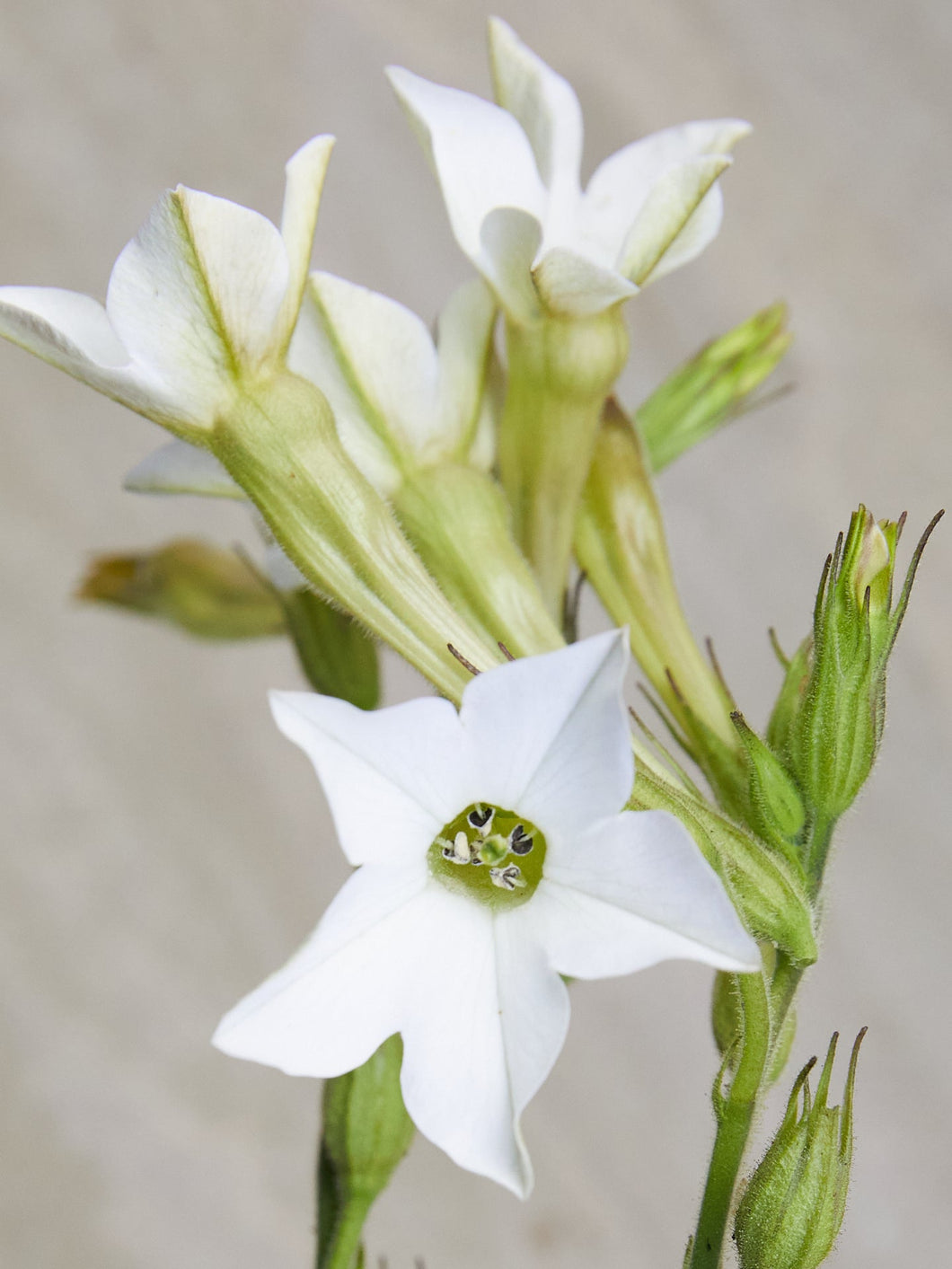 Prydtobak 'White' Seed 