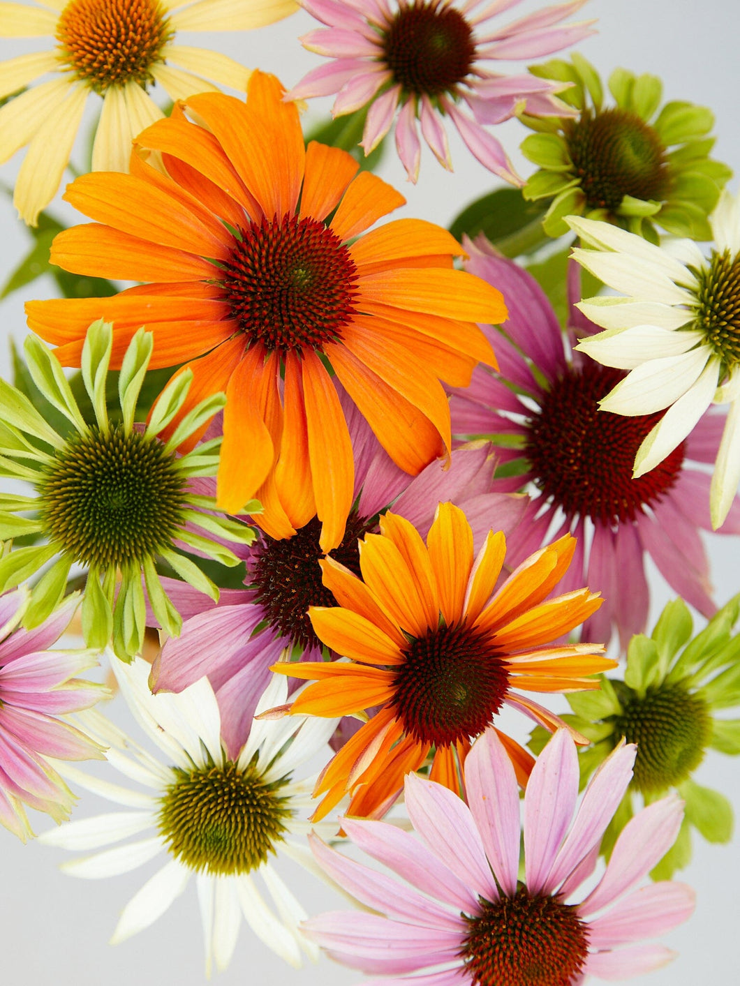 Purpursolhat 'Paradiso Tall Mix' Seed 