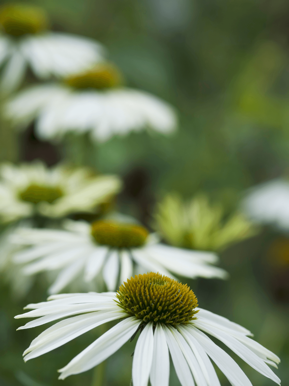 Purpursolhat 'White Swan' Seed 