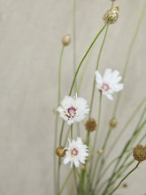 Indlæs billede til gallerivisning Rasleblomst &#39;Amor White&#39; Seed 
