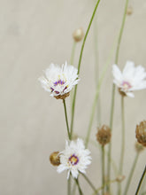 Indlæs billede til gallerivisning Rasleblomst &#39;Amor White&#39; Seed 
