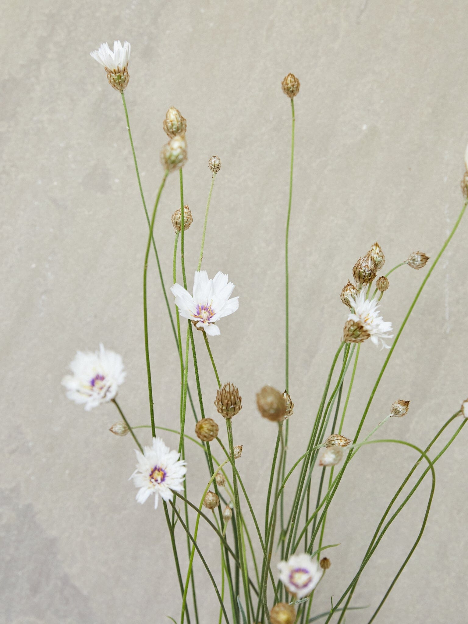 Rasleblomst 'Amor White' Seed 