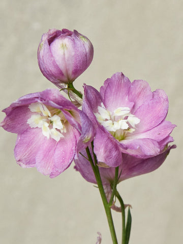 Ridderspore 'ASTOLAT' Seed 