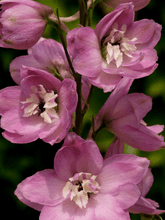 Indlæs billede til gallerivisning Ridderspore &#39;Magic Fountains Cherry Blossom White Bee&#39; Seed 
