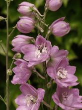 Indlæs billede til gallerivisning Ridderspore &#39;Magic Fountains Cherry Blossom White Bee&#39; Seed 
