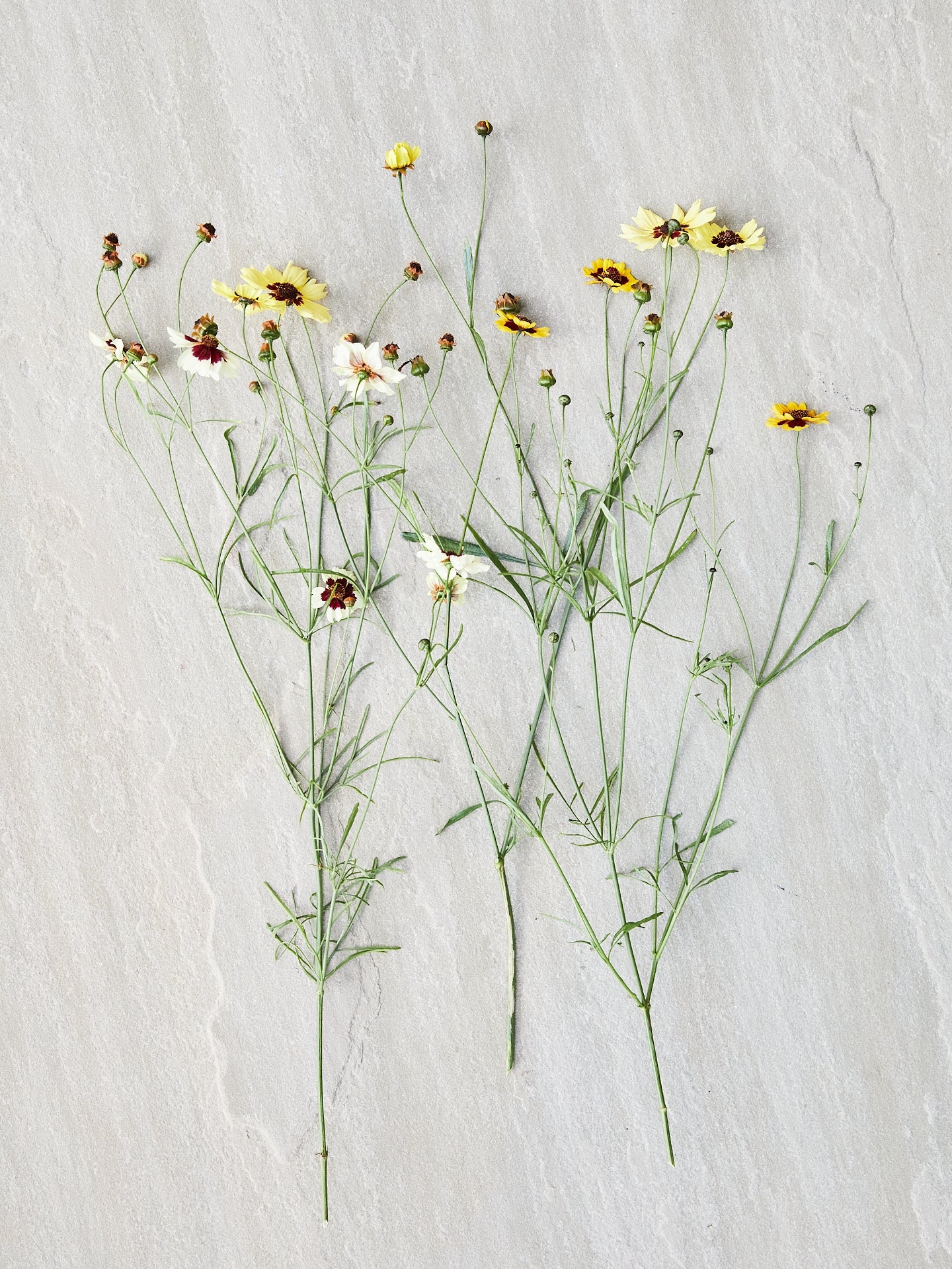 Skønhedsøje 'Incredible' Seed 