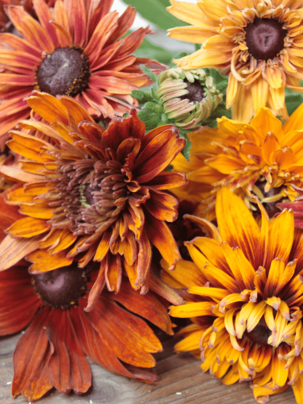 Solhat 'Cherokee Sunset' Seed 