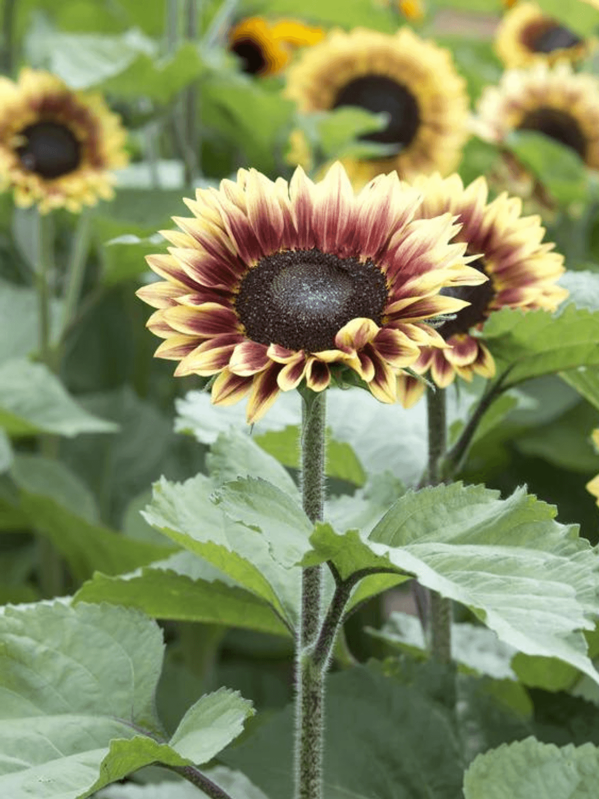 Solsikke 'Bicolour Marley' Seed 