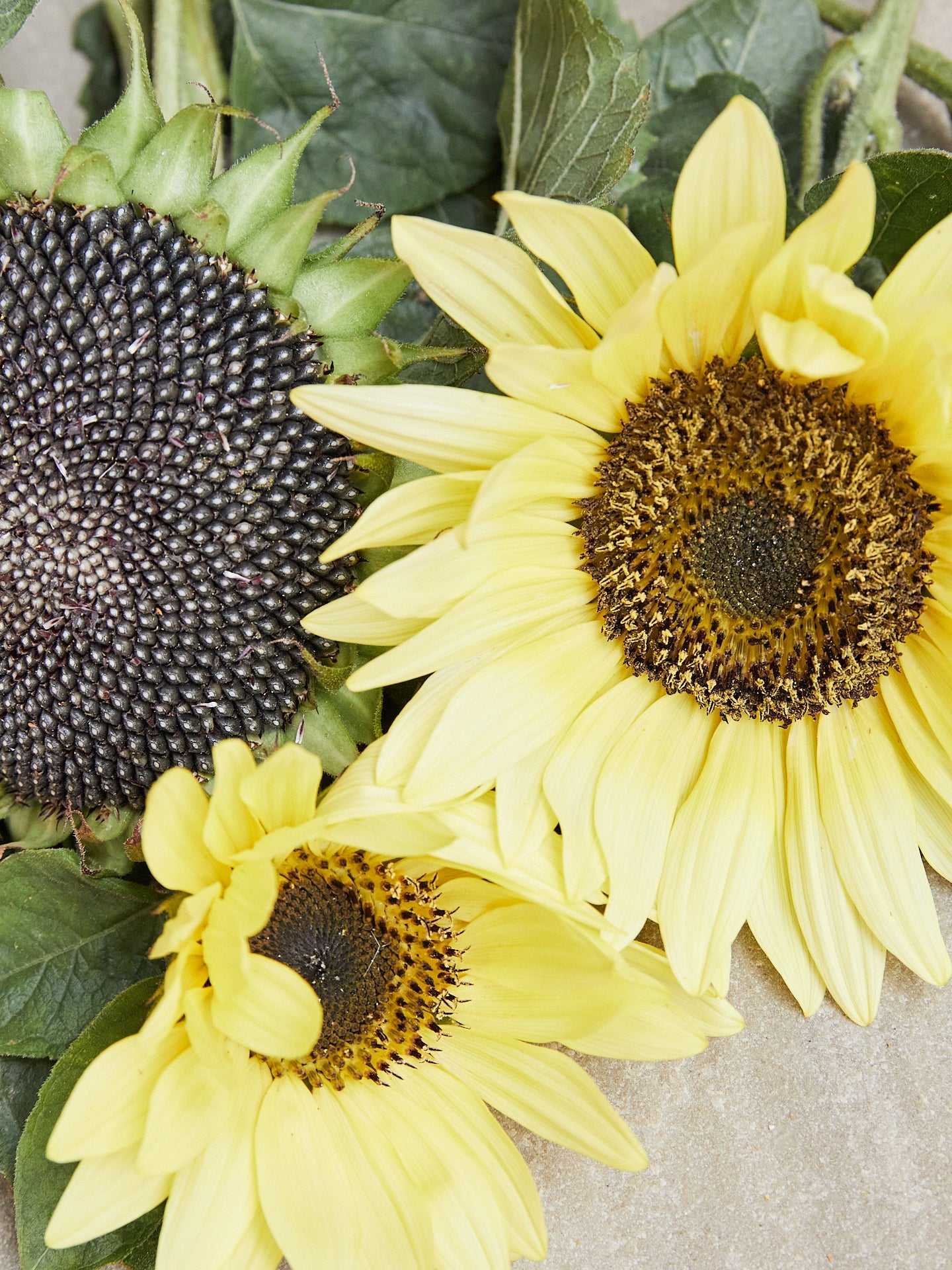 Solsikke 'Garden Statement' Seed 