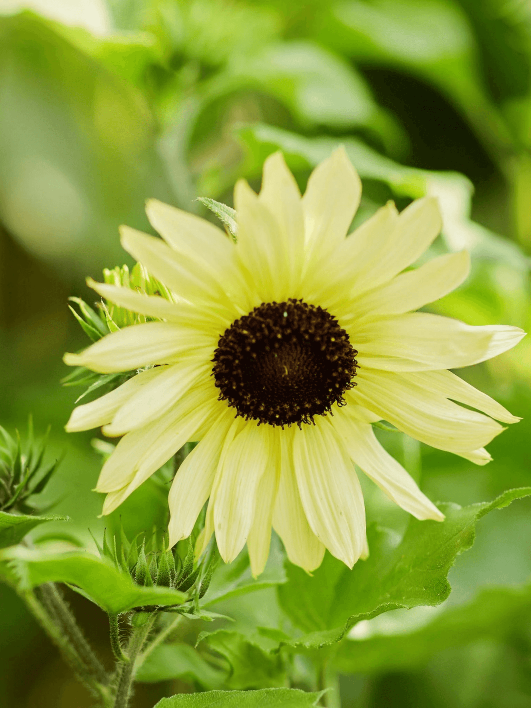 Solsikke 'Ice Cream' Seed 