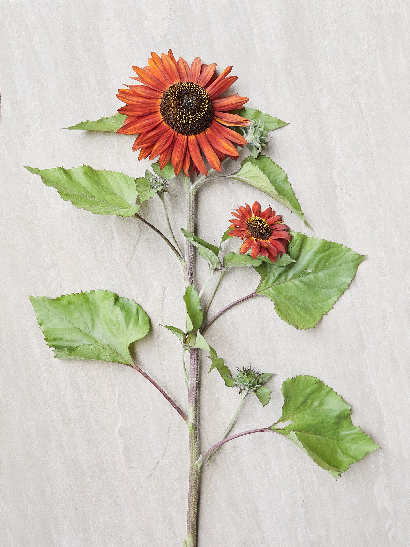 Solsikke 'Velvet Queen' Seed 