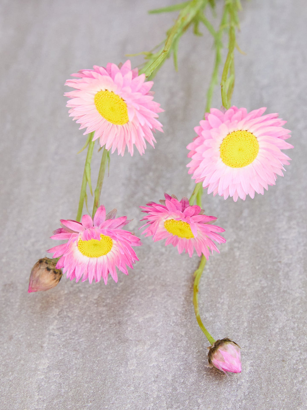 Solvinge 'Brilliant' Seed 
